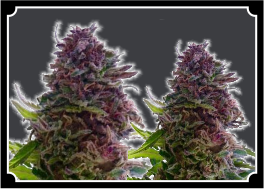 Granddaddy  Purple Feminized